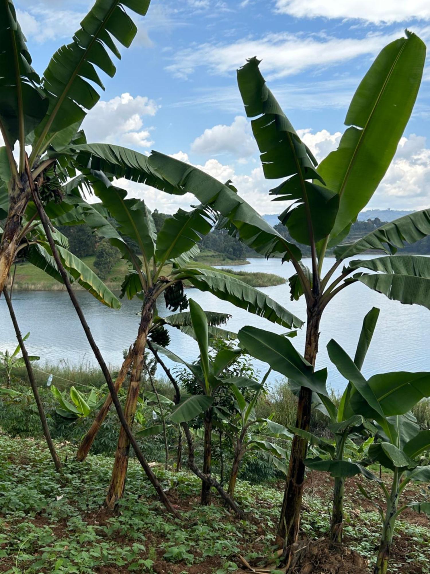 Itambira Island, Seeds Of Hope Kabale Exterior photo